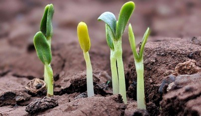 Green seedlings sprouting from soil close-up